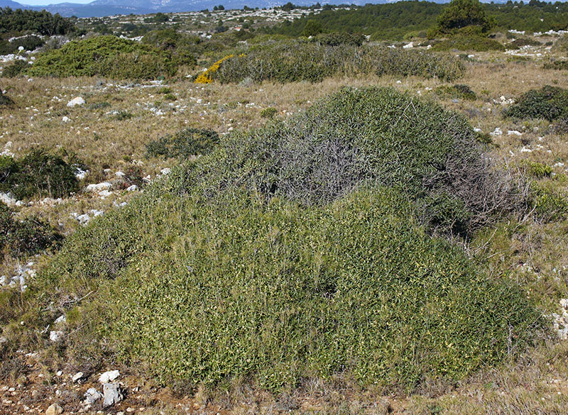 Phillyrea angustifolia Linné, 1753 #58351