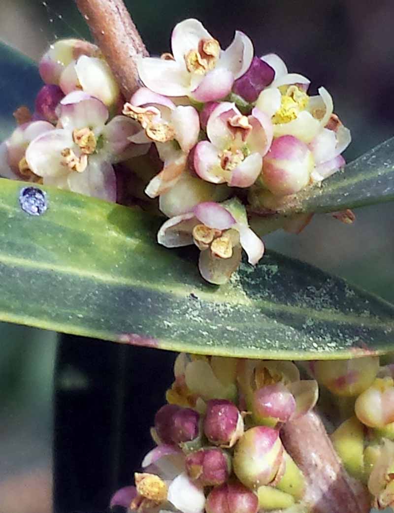 Phillyrea angustifolia Linné, 1753 #45897