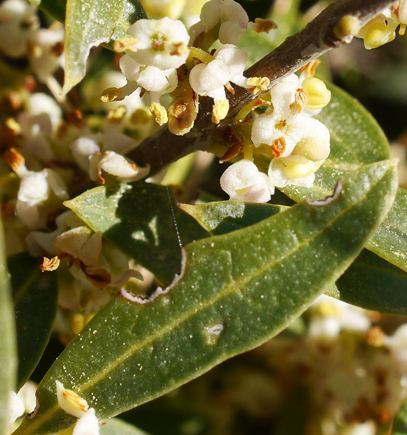 Phillyrea angustifolia #58354