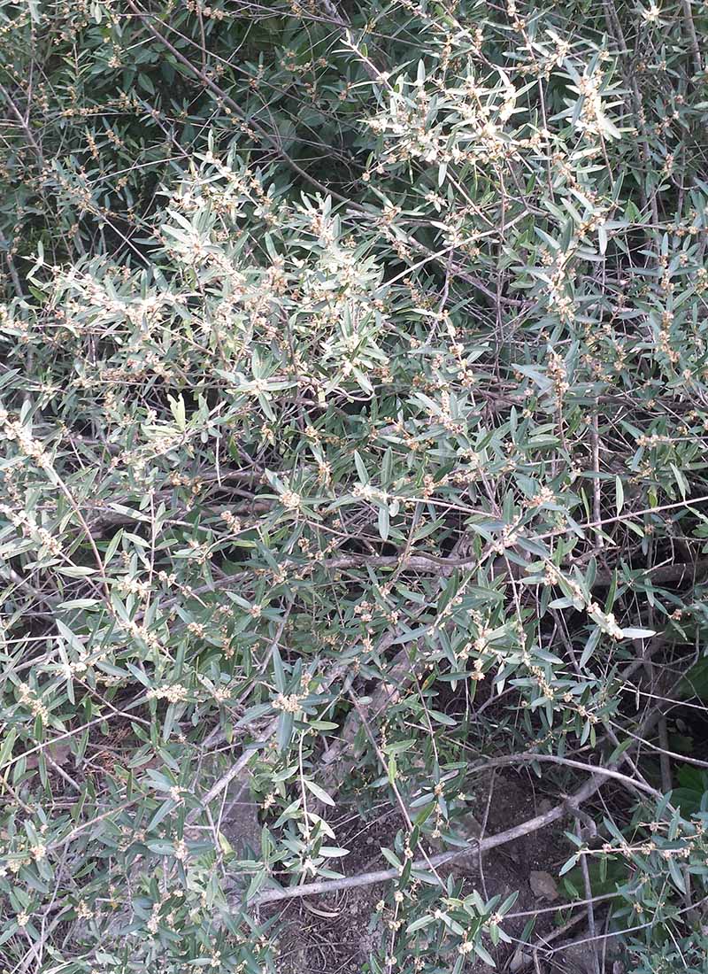 Phillyrea angustifolia Linné, 1753 #45895