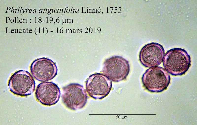 Phillyrea angustifolia #58355
