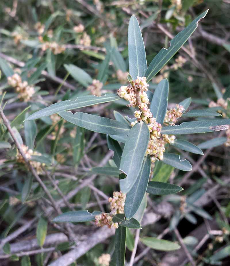 Phillyrea angustifolia Linné, 1753 #45896
