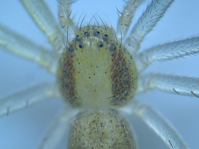 Philodromus albidus ou rufus - Philodromidae #4331