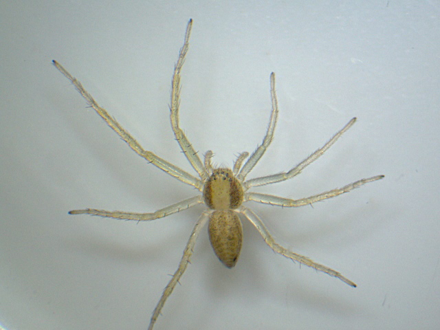 Philodromus albidus ou rufus - Philodromidae #4330
