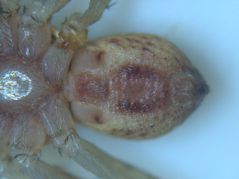 Philodromus dispar mâle (Walckenaer) - Philodromidae #7505