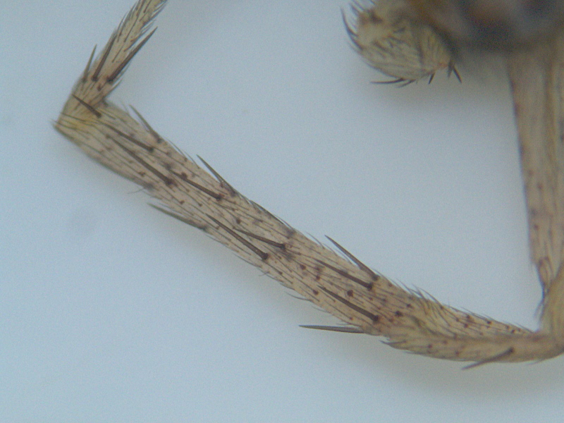 Philodromus dispar mâle (Walckenaer) - Philodromidae #7506