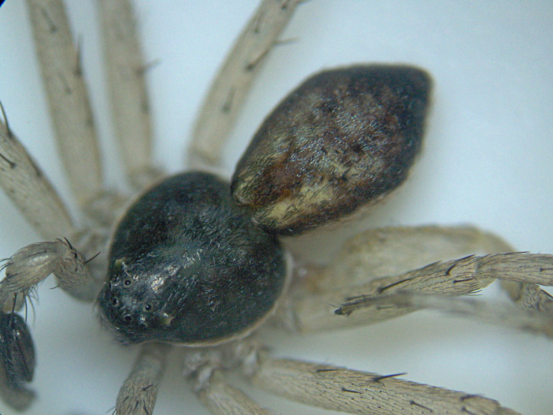 Philodromus dispar mâle (Walckenaer) - Philodromidae #7504