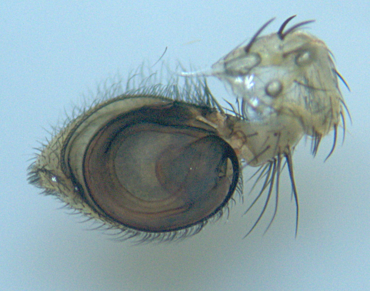 Philodromus dispar mâle (Walckenaer) - Philodromidae #7507