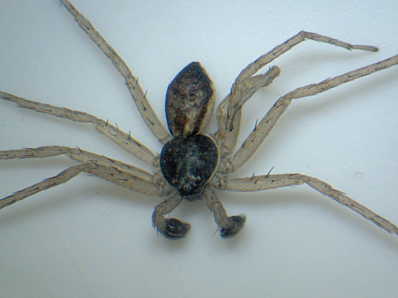 Philodromus dispar mâle (Walckenaer) - Philodromidae #7502