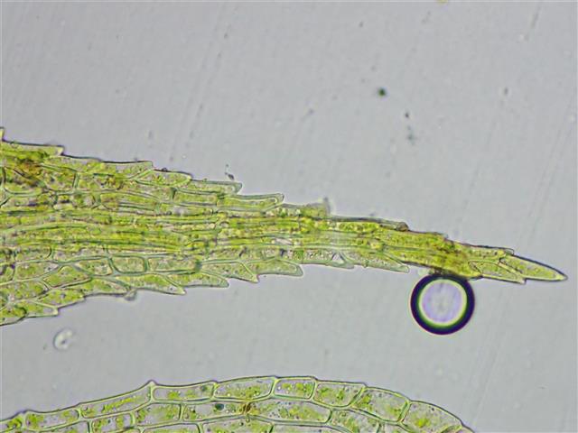 Philonotis caespitosa Jur. #66197
