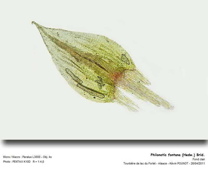 Philonotis fontana (Hedw.) Brid. #21837