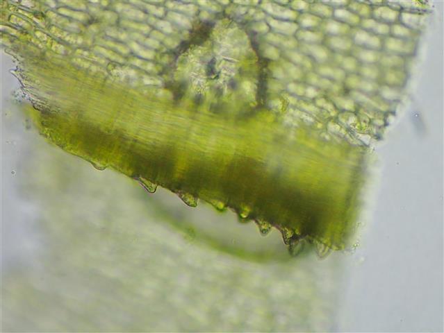 Philonotis seriata Mitt. #61147