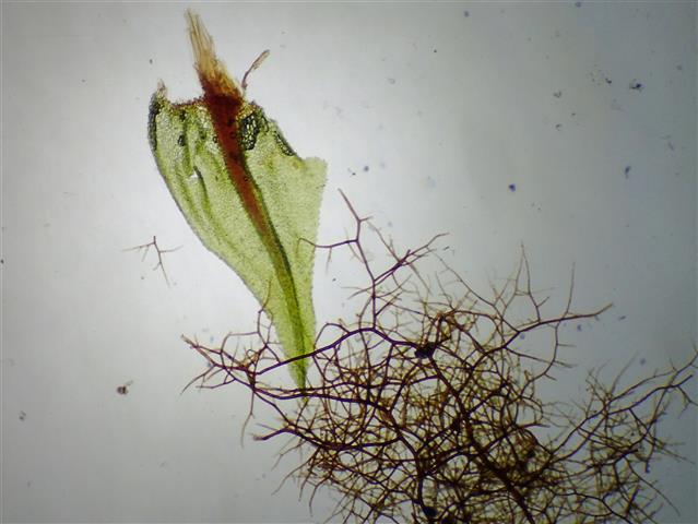 Philonotis seriata Mitt. #61143