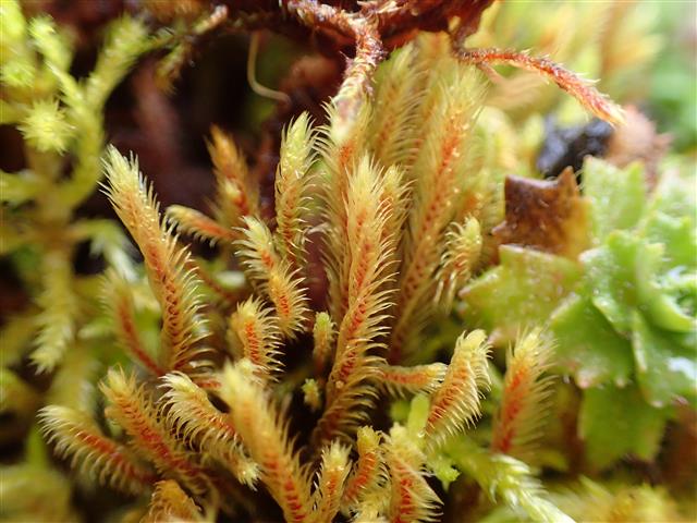Philonotis seriata Mitt. #61142