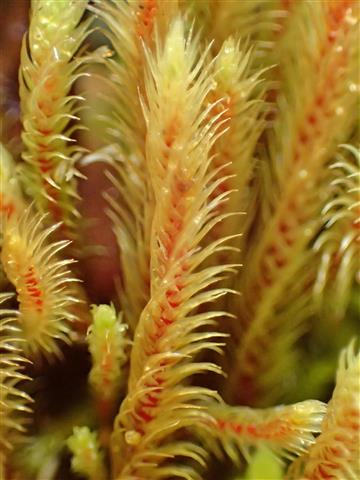 Philonotis seriata Mitt. #61141