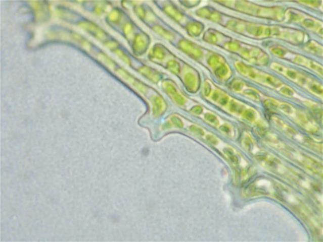 Philonotis seriata Mitt. #61145