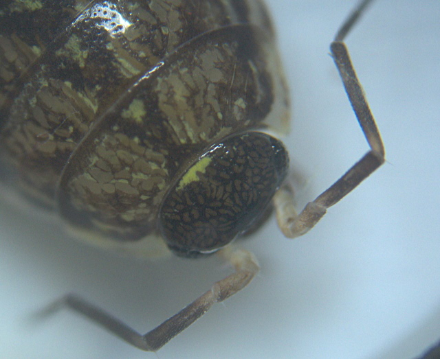 Philoscia muscorum Scopoli - Oniscidae - Cloporte #12042