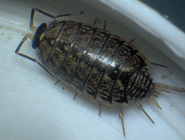 Philoscia muscorum Scopoli - Oniscidae - Cloporte #12041
