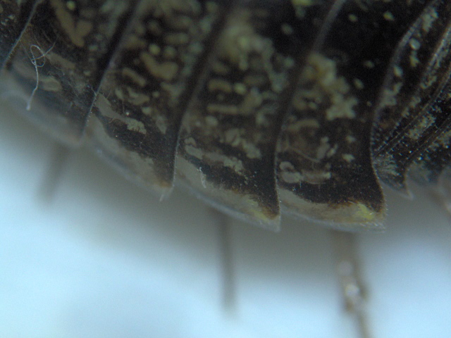 Philoscia muscorum Scopoli - Oniscidae - Cloporte #12043