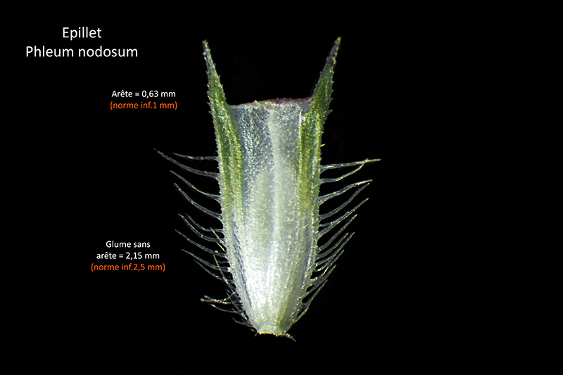 Phleum nodosum L. – La Fléole bulbeuse #75154
