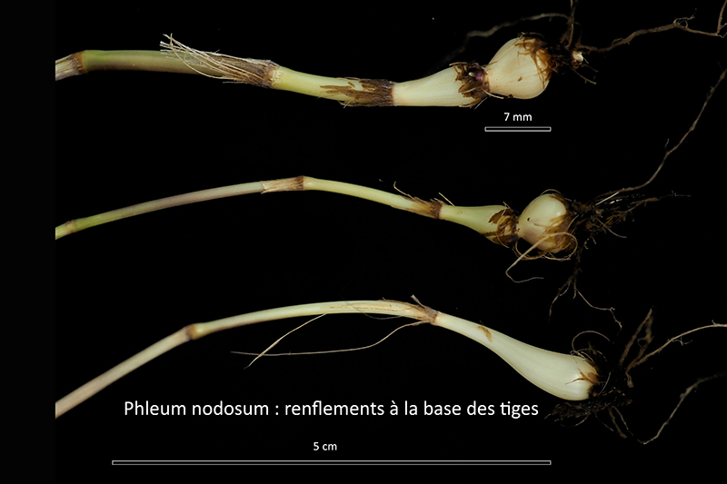 Phleum nodosum L. – La Fléole bulbeuse #75151
