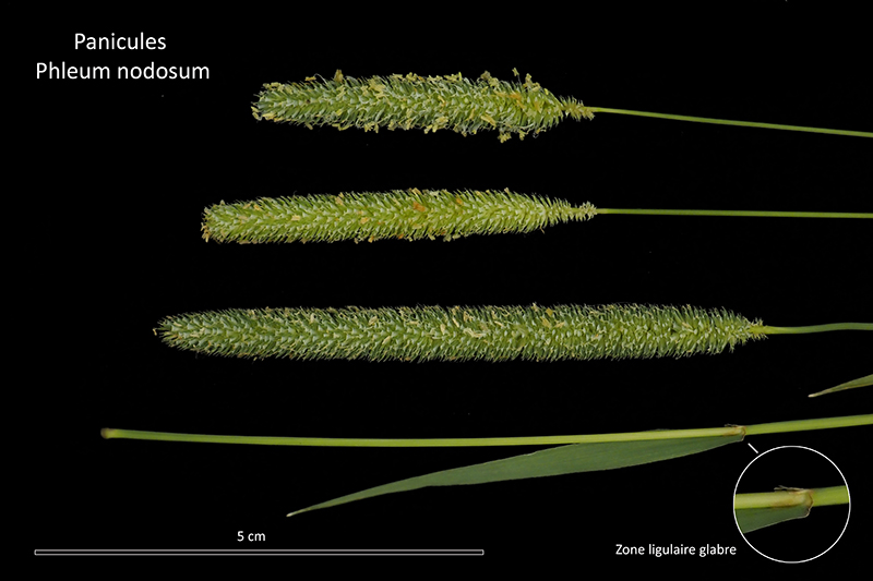 Phleum nodosum L. – La Fléole bulbeuse #75153
