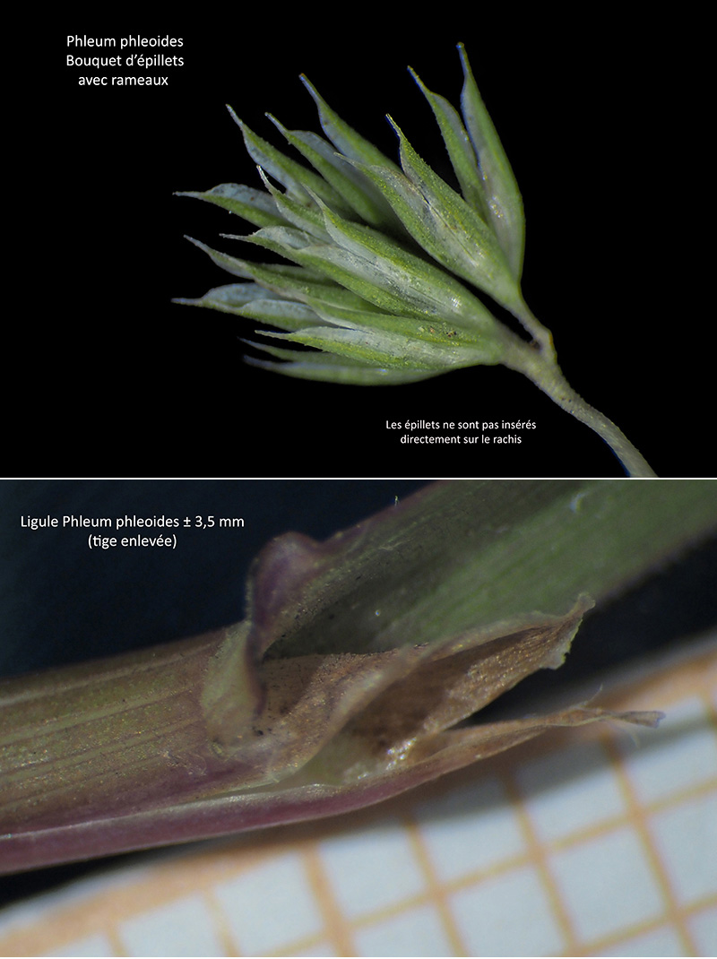 Phleum phleoides (L.) H. Kart - Fléole de Boehmer #75413