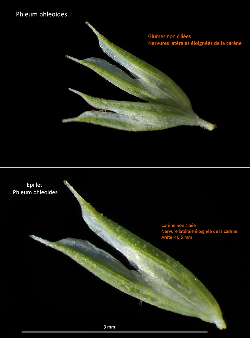 Phleum phleoides (L.) H. Kart - Fléole de Boehmer #75414
