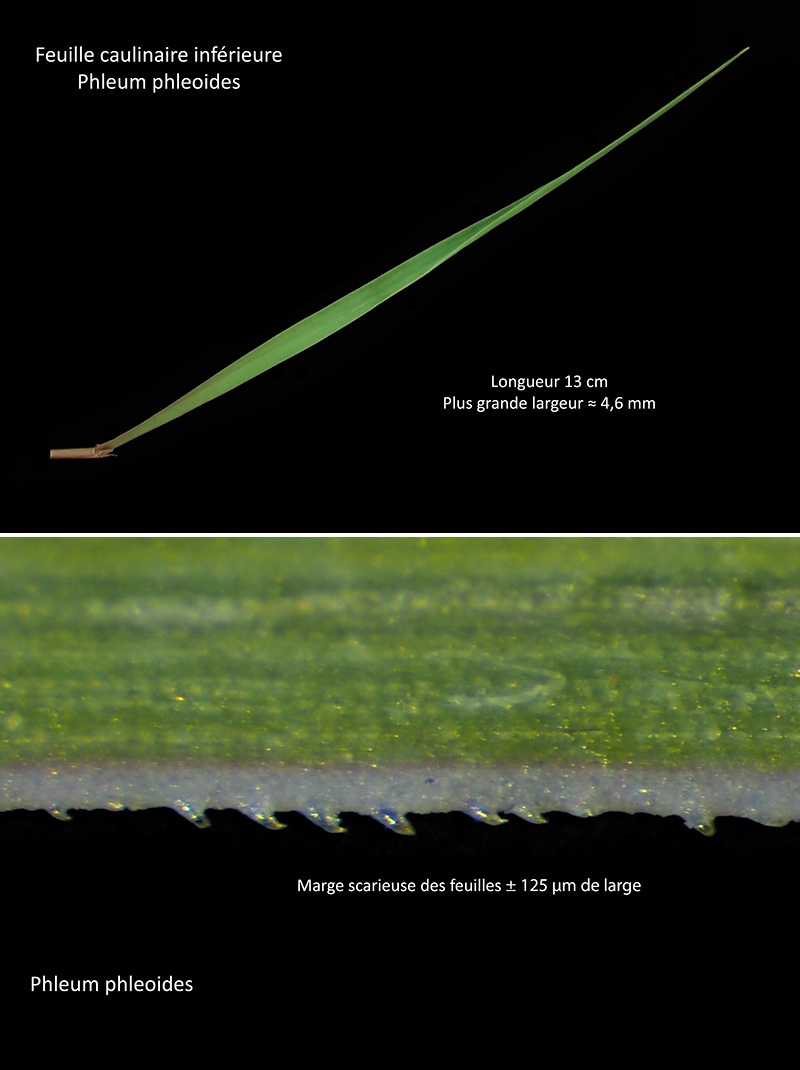 Phleum phleoides (L.) H. Kart - Fléole de Boehmer #75412