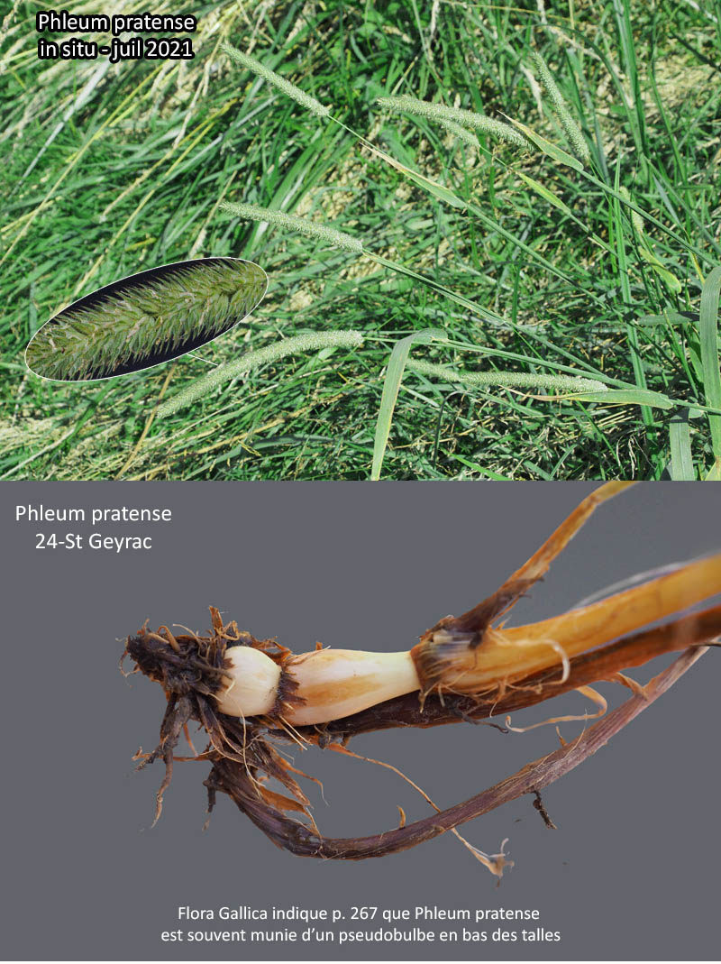 Phleum pratense L. – La Phléole ou Fléole des prés #67788