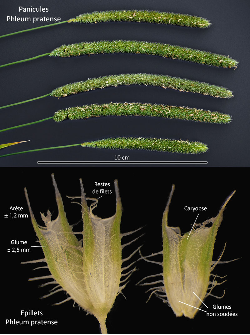 Phleum pratense L. – La Phléole ou Fléole des prés #67789
