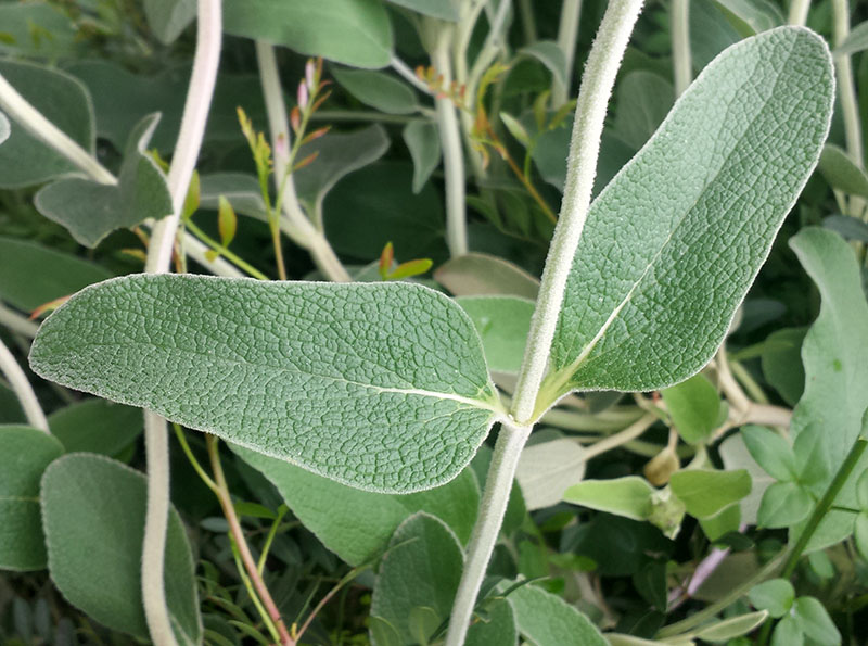 Phlomis fruticosa #54754