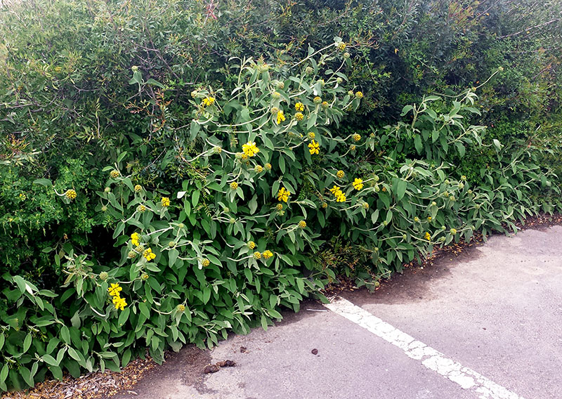 Phlomis fruticosa #54752