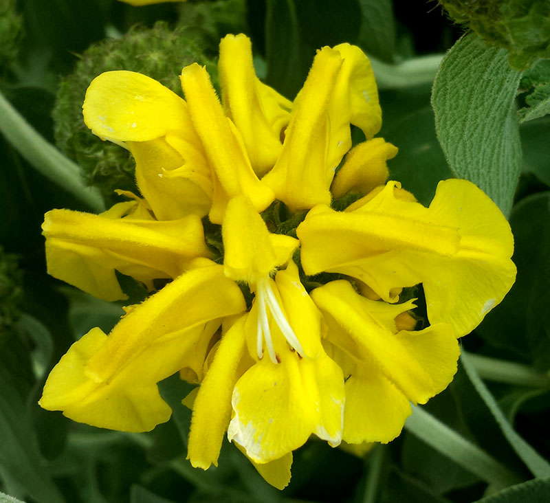Phlomis fruticosa #54936