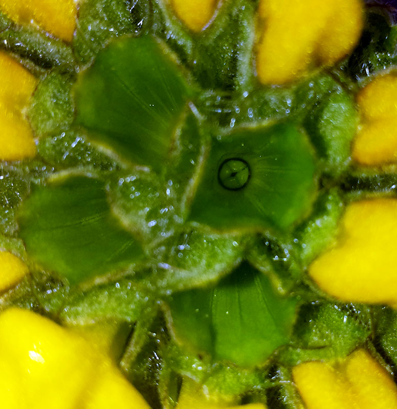 Phlomis fruticosa #54759