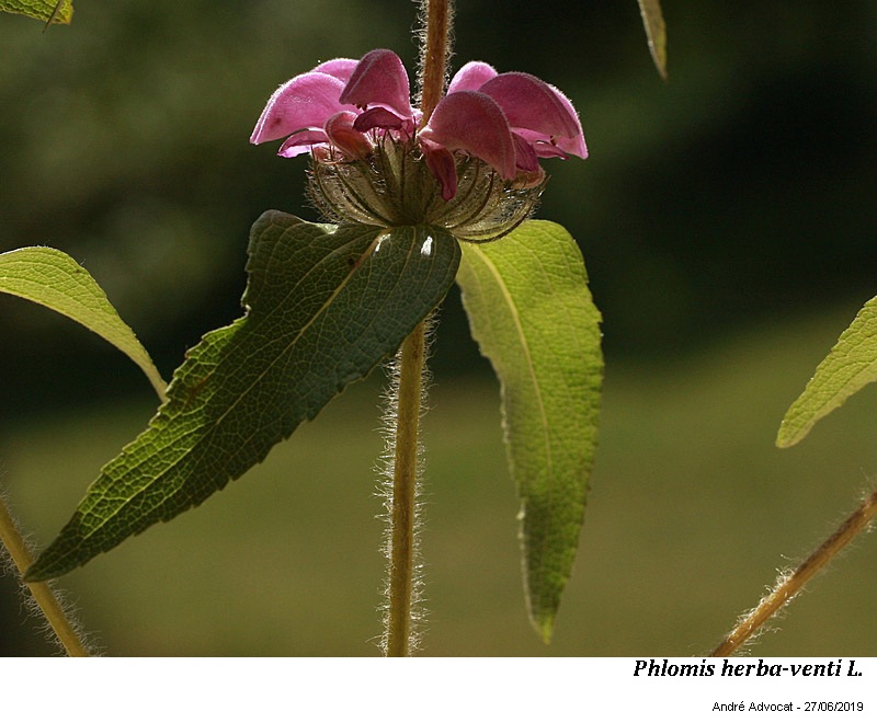 Phlomis herba-venti L #60178