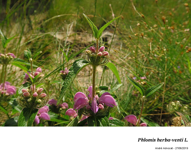 Phlomis herba-venti L #60179