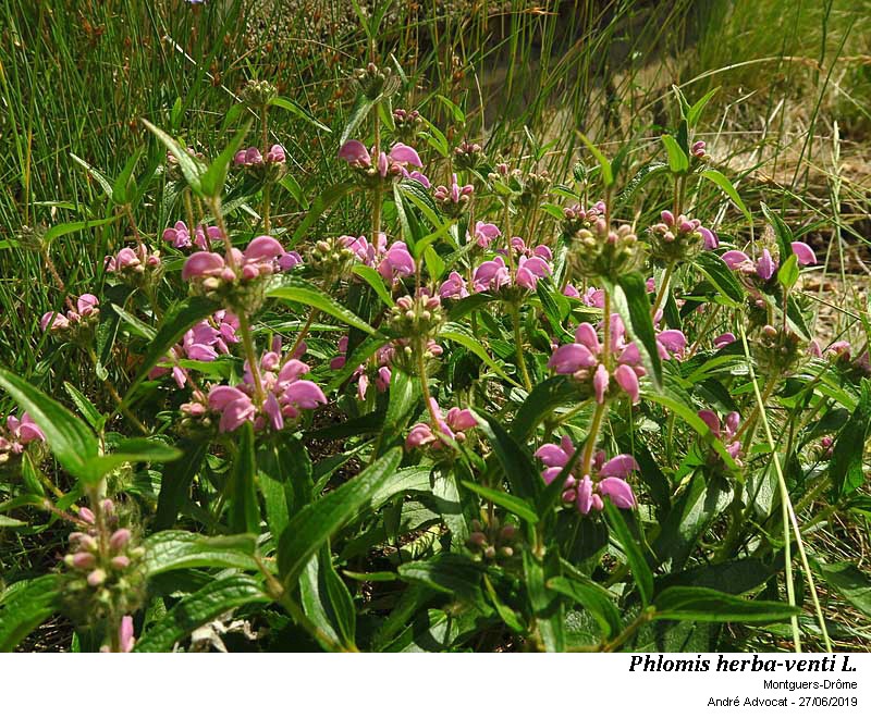 Phlomis herba-venti L #60177