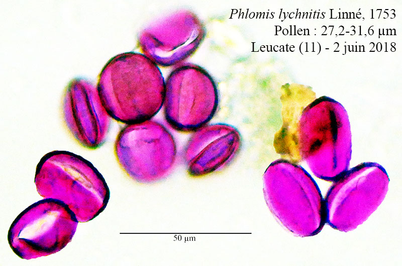 Phlomis lychnitis #55521
