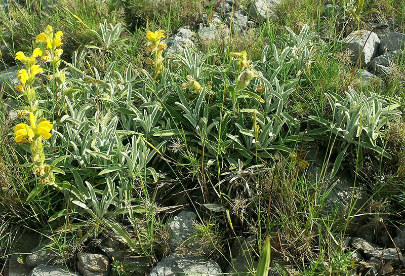 Phlomis lychnitis #55515