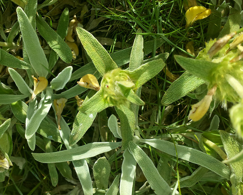 Phlomis lychnitis #55516