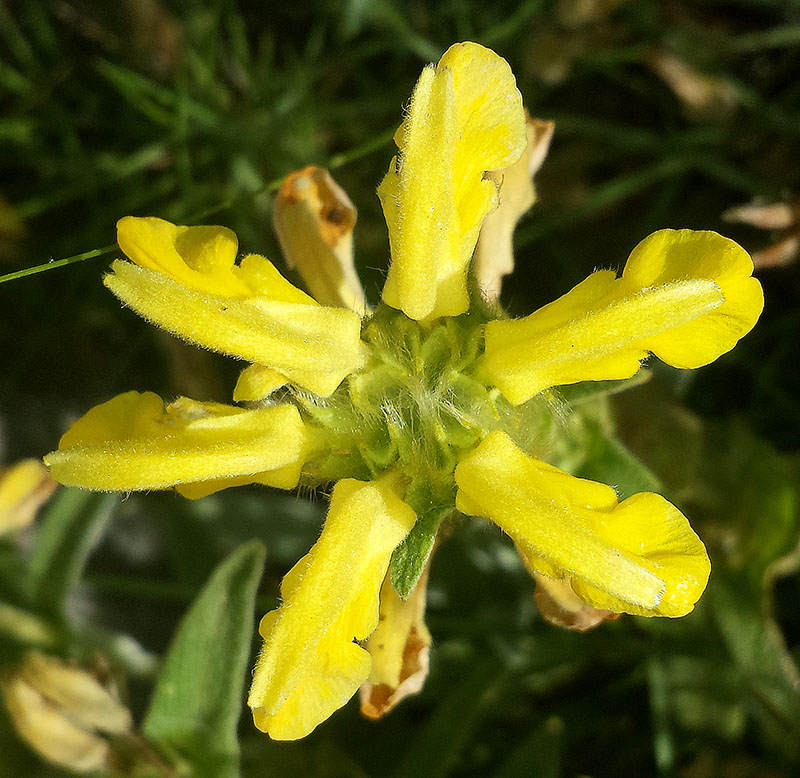 Phlomis lychnitis #55520