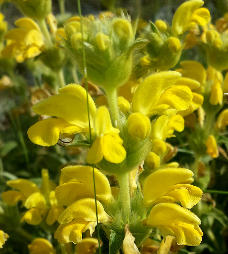 Phlomis lychnitis #55518