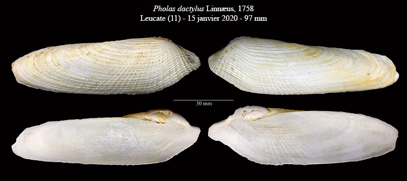 Pholas dactylus #63970