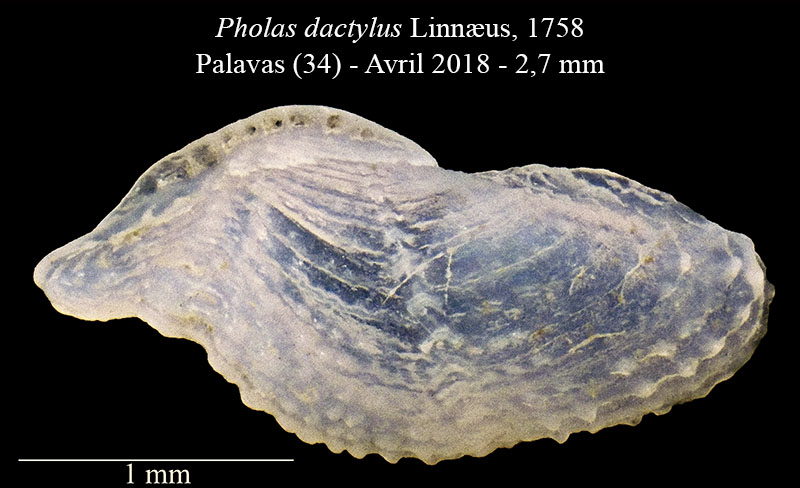 Pholas dactylus #63971