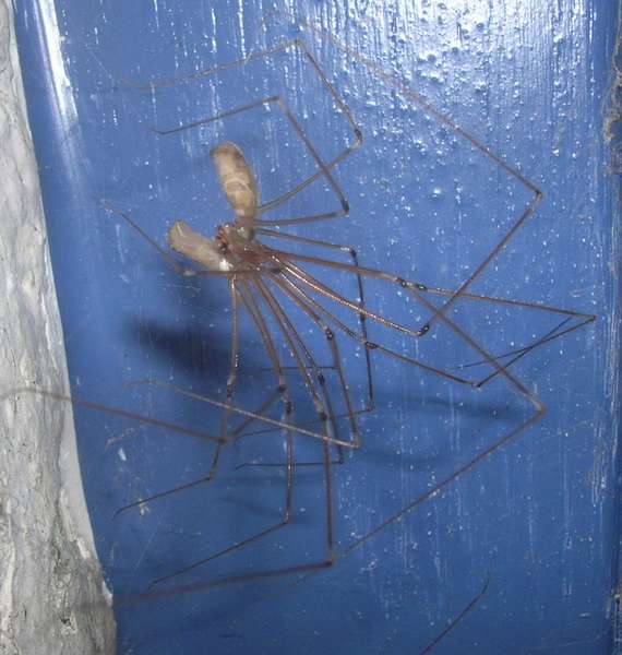 Pholcus phalangioides (Fuesslin) - Pholcidae - légendée #4855