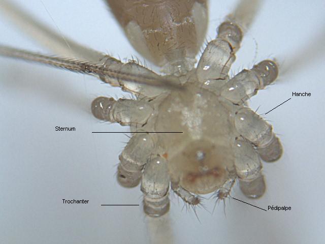 Pholcus phalangioides (Fuesslin) - Pholcidae - légendée #2456