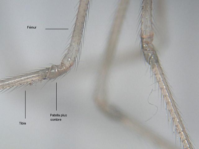Pholcus phalangioides (Fuesslin) - Pholcidae - légendée #2459