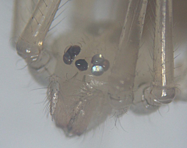 Pholcus phalangioides (Fuesslin) - Pholcidae - légendée #2454