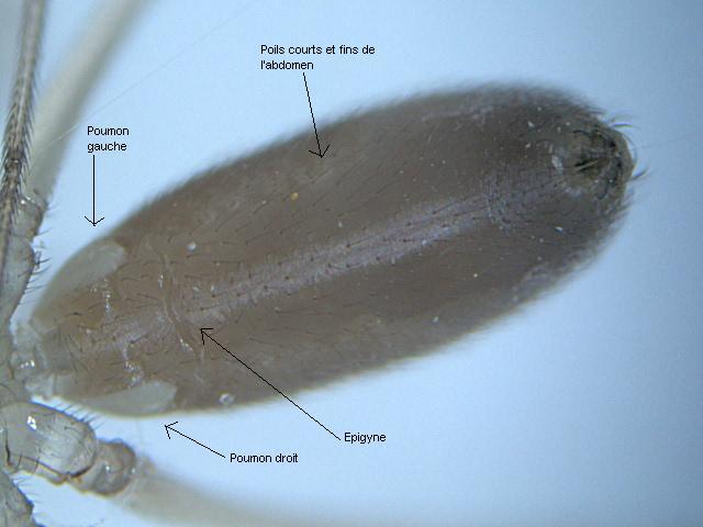 Pholcus phalangioides (Fuesslin) - Pholcidae - légendée #2455